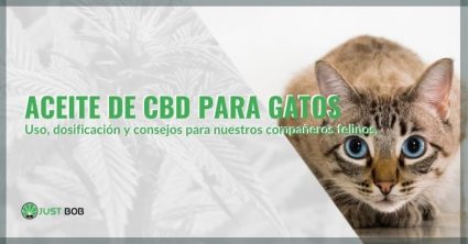 Uso y dosis de aceite de CBD para gatos