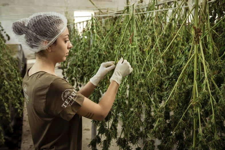 Mujer que trabaja con cannabis