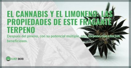 propiedades-del-terpeno-del-cannabis-limoneno Las propiedades del terpeno del cannabis limoneno