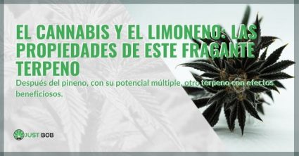 Las propiedades del terpeno del cannabis limoneno