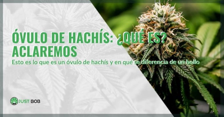 ¿Qué es el óvulo de hachís?