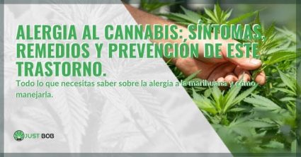 Síntomas y remedios de la alergia al cannabis