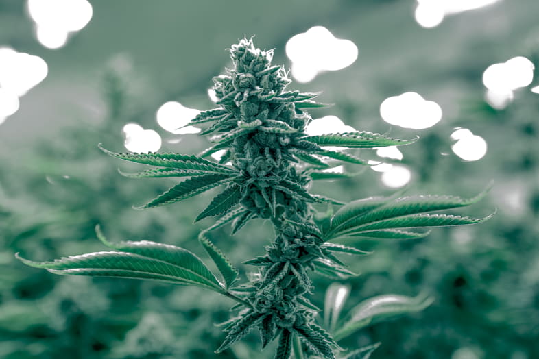 El pineno es un terpeno del cannabis con múltiples propiedades beneficiosas