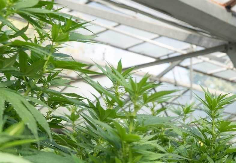 El cultivo del cáñamo puede realizarse tanto en el interior como en el exterior