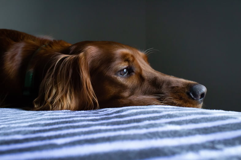 Perro enfermo tras ingerir hachís