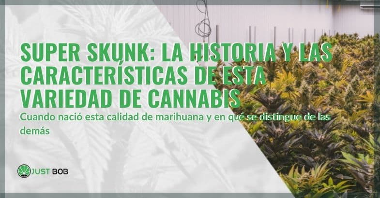 Historia y características del cannabis Super Skunk