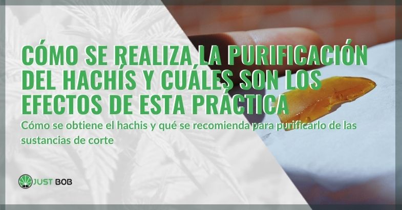 Purificación del hachís: ¿cómo se realiza?