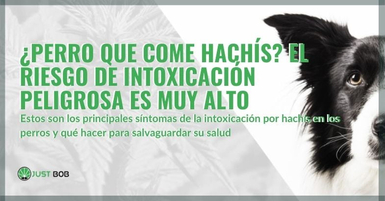 Riesgos para el perro que consume hachís