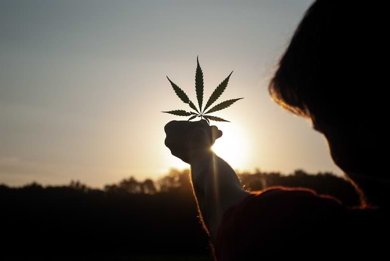 Cannabis 420
