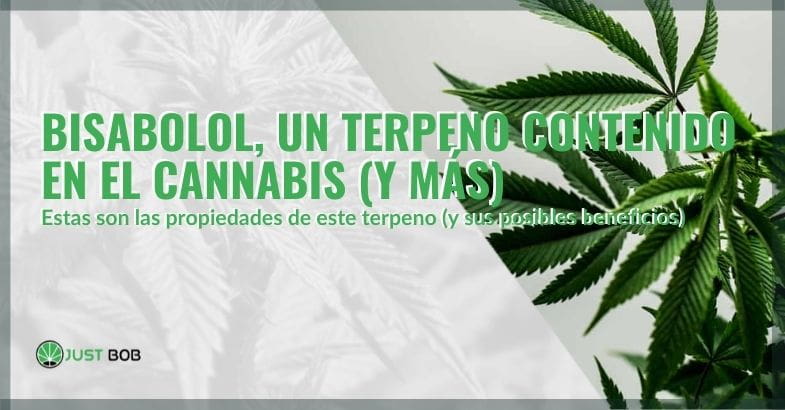 Terpeno del cannabis, Bisabolol: sus propiedades