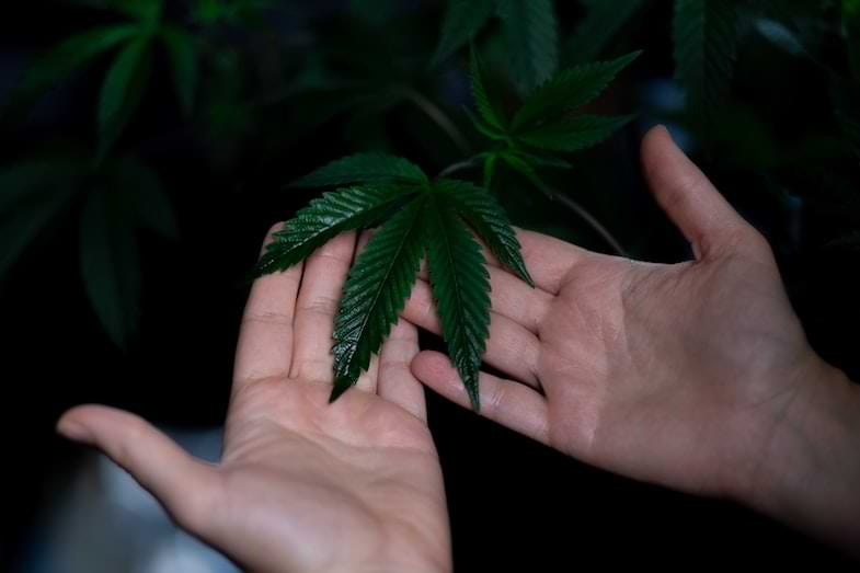 Terpeno bisabolol del cannabis