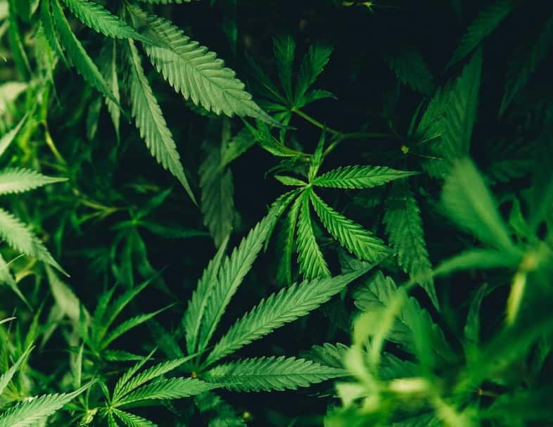 Cannabis autóctono: variedades