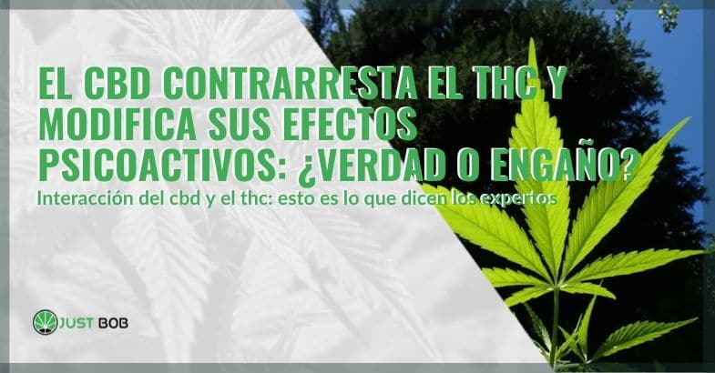 ¿El CBD contrarresta el THC?