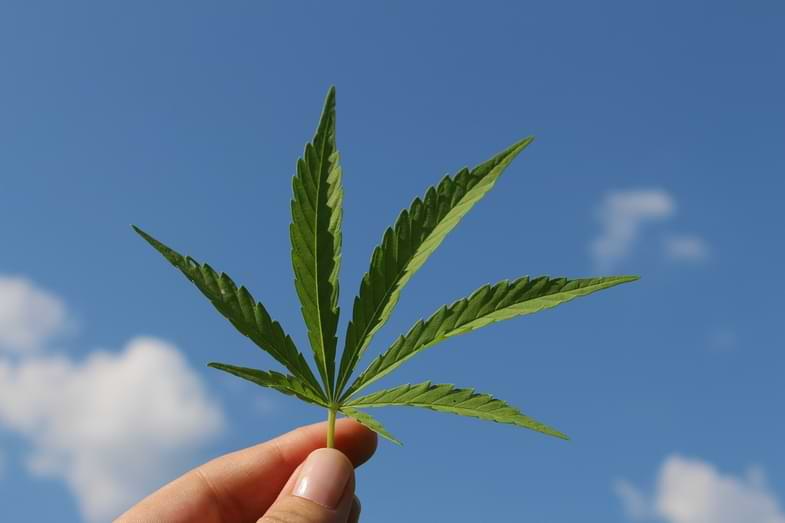 Estudios sobre la cannabidivarina
