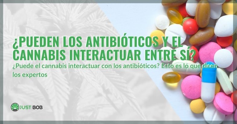 La interacción del cannabis con los antibióticos
