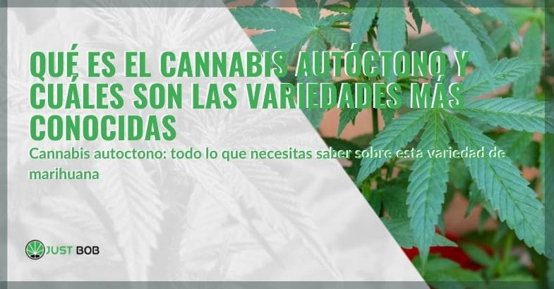 ¿Qué es el cannabis autóctono?