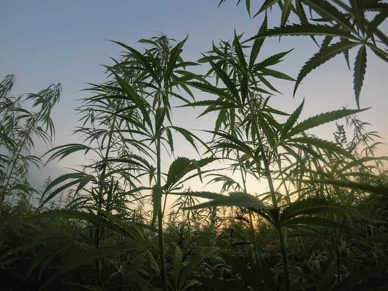 ¿Qué se entiende por cannabis autóctono?