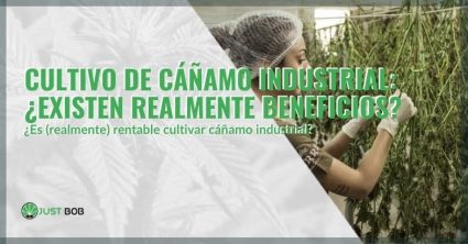 Beneficios del cultivo del cáñamo industrial