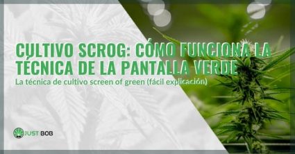 Cómo funciona la técnica scrOG