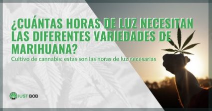 ¿Cuántas horas de luz para el cannabis?