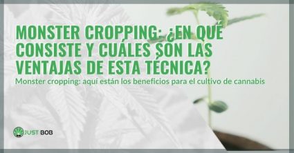 en-qué-consiste-la-técnica-del-Monster-Cropping ¿En qué consiste la técnica del Monster Cropping?