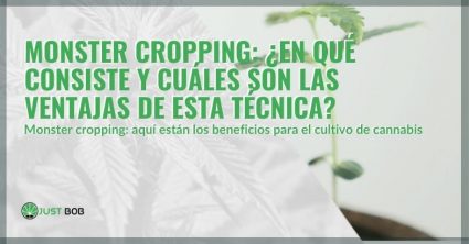 ¿En qué consiste la técnica del Monster Cropping?