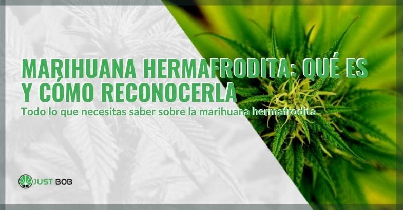 ¿Qué es la marihuana hermafrodita?