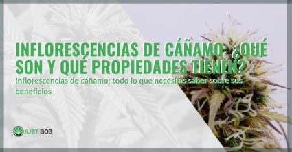 ¿Qué son las inflorescencias del cáñamo y sus propiedades?