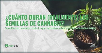 Todo sobre la durabilidad de las semillas de cannabis