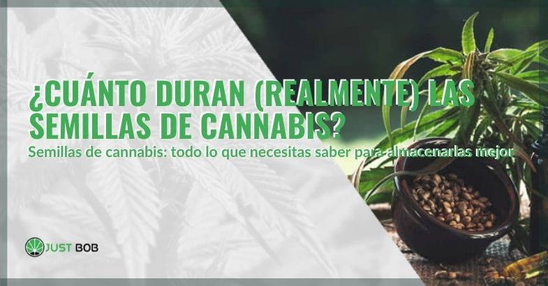 Cuánto duran las semillas de cannabis?