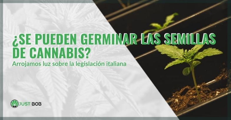 ¿Es posible germinar semillas de cannabis en Italia?
