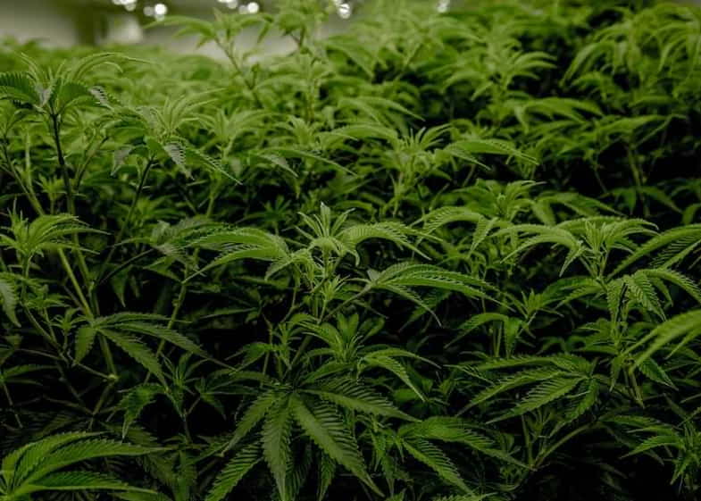 Germinación de semillas de cannabis