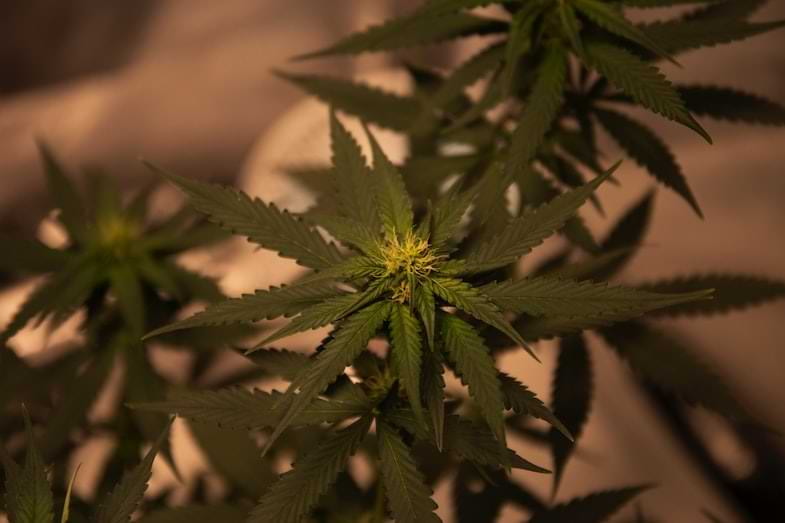Propiedades de los brotes de cáñamo sativa 