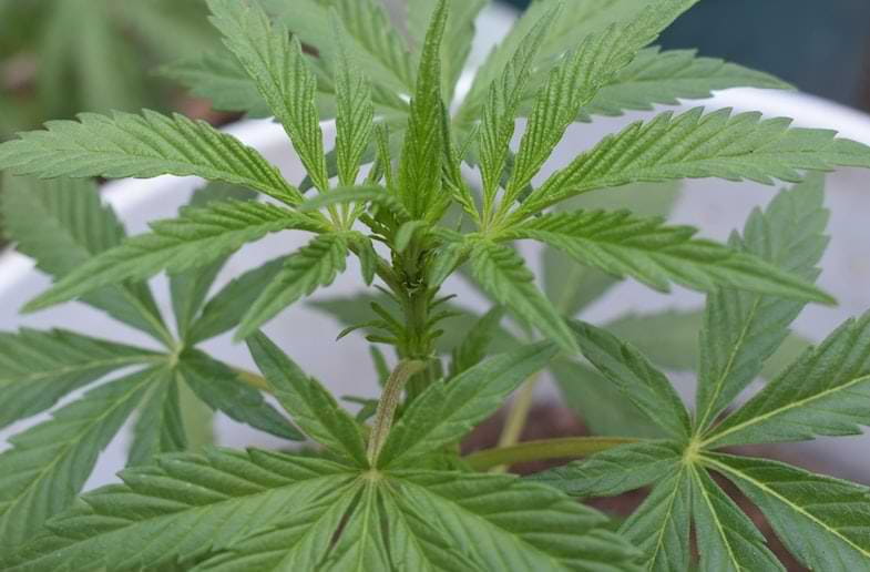 Brotes de cáñamo sativa