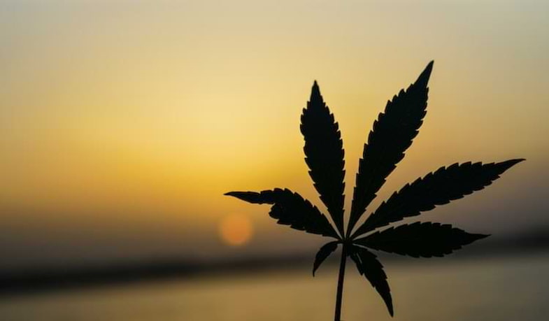 Hoja de planta de cannabis