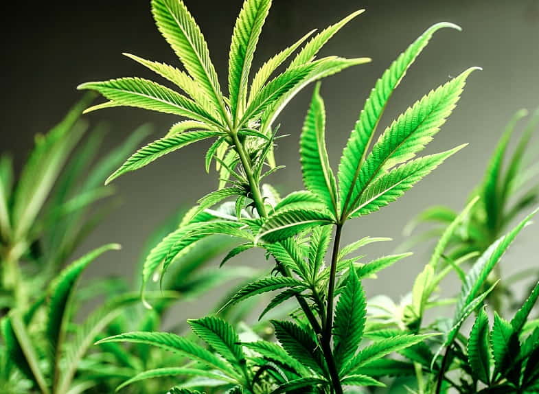Características de la planta madre de cannabis