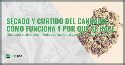 ¿Cómo funciona el curtido y secado del cannabis?