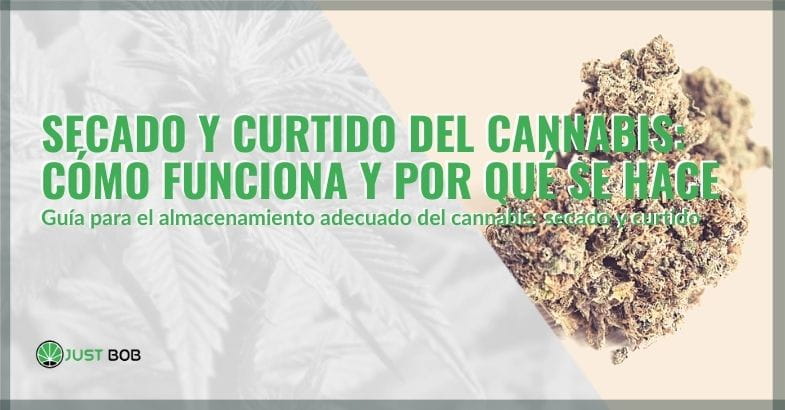 ¿Cómo funciona el curtido y secado del cannabis?