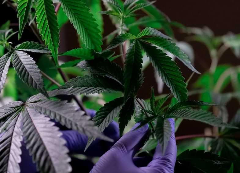 Elección de la planta madre de cannabis