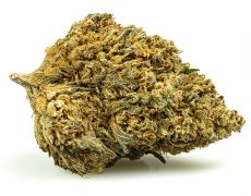 GELATO CBD BOOST-cannabis-light