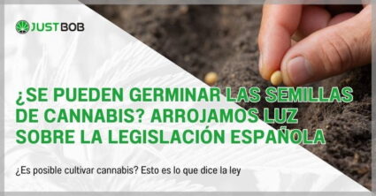 ¿Se pueden germinar las semillas de cannabis?