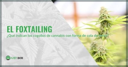 Qué indican las puntas de la cola de zorro del cannabis