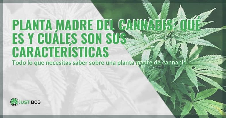 Qué es la planta madre del cannabis