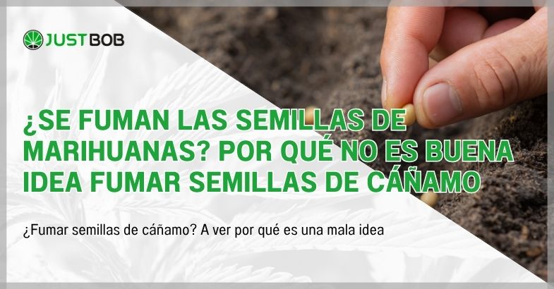 ¿Se fuman las semillas de marihuanas?