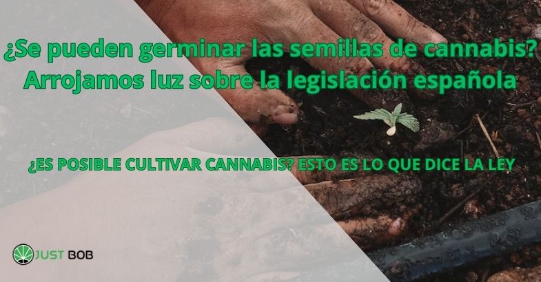 ¿Se pueden germinar las semillas de cannabis?