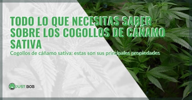 Todo sobre los brotes de cáñamo sativa