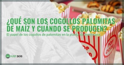 Palomitas de maíz encabeza lo que son | Justbob