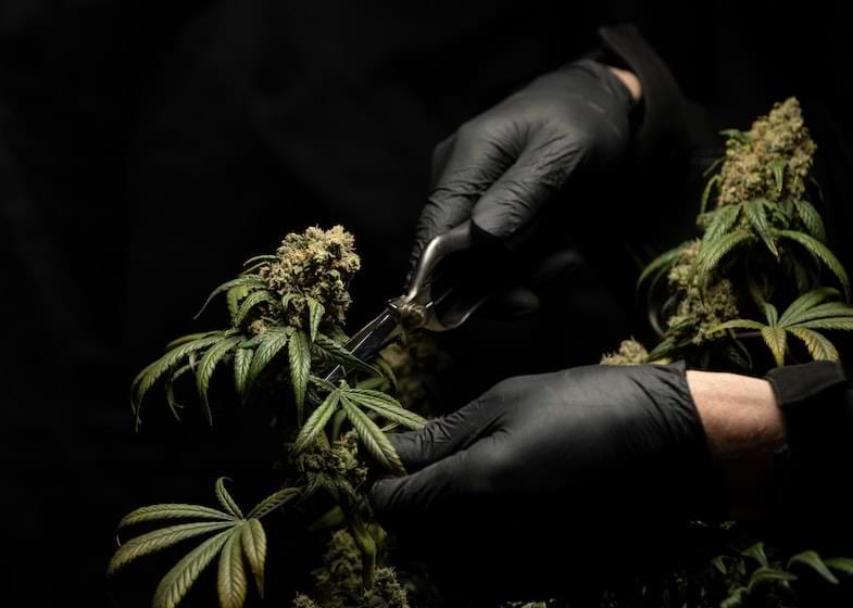 Tiras de THC y beneficios | Justbob