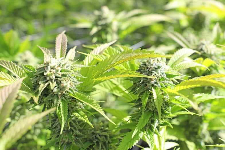 Cultivo hidropónico de cannabis | Justbob