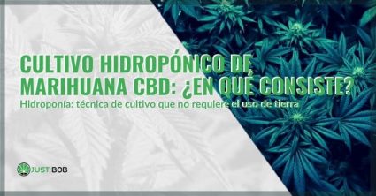 Qué es el cultivo hidropónico de marihuana | Justbob